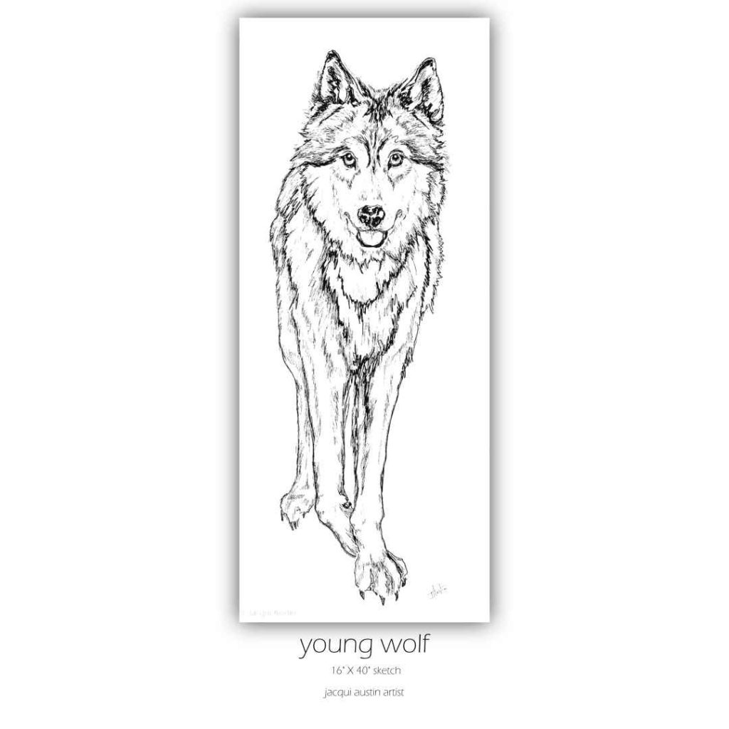 young wolf sketch
