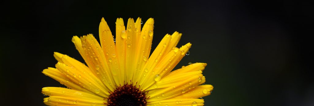 yellow flower-1001